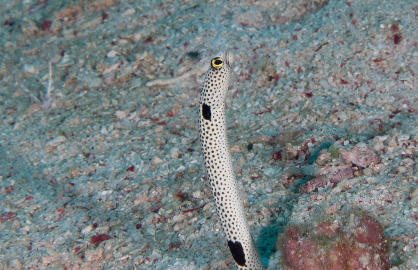 Ein Gefleckter Röhrenaal ragt aus seiner Röhre in hellem Sand voller rosa Bruchstücke, der weiße Körper mit kleinen schwarzen Punkten übersät, ein großer schwarzer Fleck unter dem Kopf und ein weiterer nah am Sand, das Auge gelb umrandet