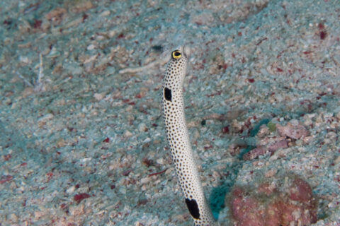Ein Gefleckter Röhrenaal ragt aus seiner Röhre in hellem Sand voller rosa Bruchstücke, der weiße Körper mit kleinen schwarzen Punkten übersät, ein großer schwarzer Fleck unter dem Kopf und ein weiterer nah am Sand, das Auge gelb umrandet
