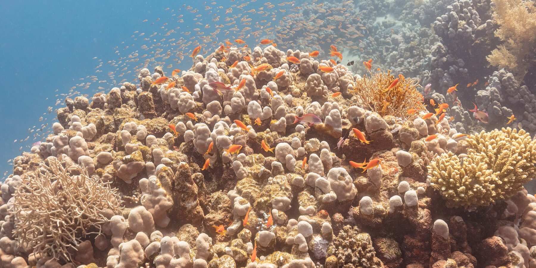 Dutzende orange Juwelen-Fahnenbarsche und einige violette Männchen kreisen über einem Korallenblock, dahinter eine Wolke kleiner Fische im Blau