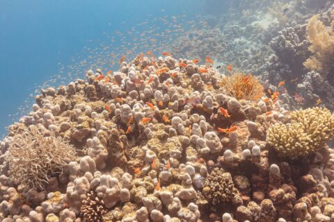 Dutzende orange Juwelen-Fahnenbarsche und einige violette Männchen kreisen über einem Korallenblock, dahinter eine Wolke kleiner Fische im Blau