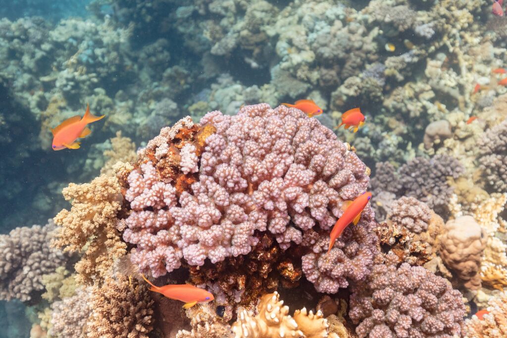 Orange Weibchen des Juwelen-Fahnenbarschs mit gelben Flossen und einem violetten Strich unter dem Auge schwimmen um einen rosa Korallenblock