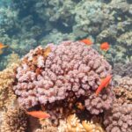 Orange Weibchen des Juwelen-Fahnenbarschs mit gelben Flossen und einem violetten Strich unter dem Auge schwimmen um einen rosa Korallenblock