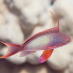 Ein männlicher Juwelen-Fahnenbarsch im Profil, der Körper fliederfarben und gelb getupft, ein langer Faden auf dem Rücken aufgerichtet, die Brustflosse rot und die Schwanzflosse mit ausgezogenen Spitzen