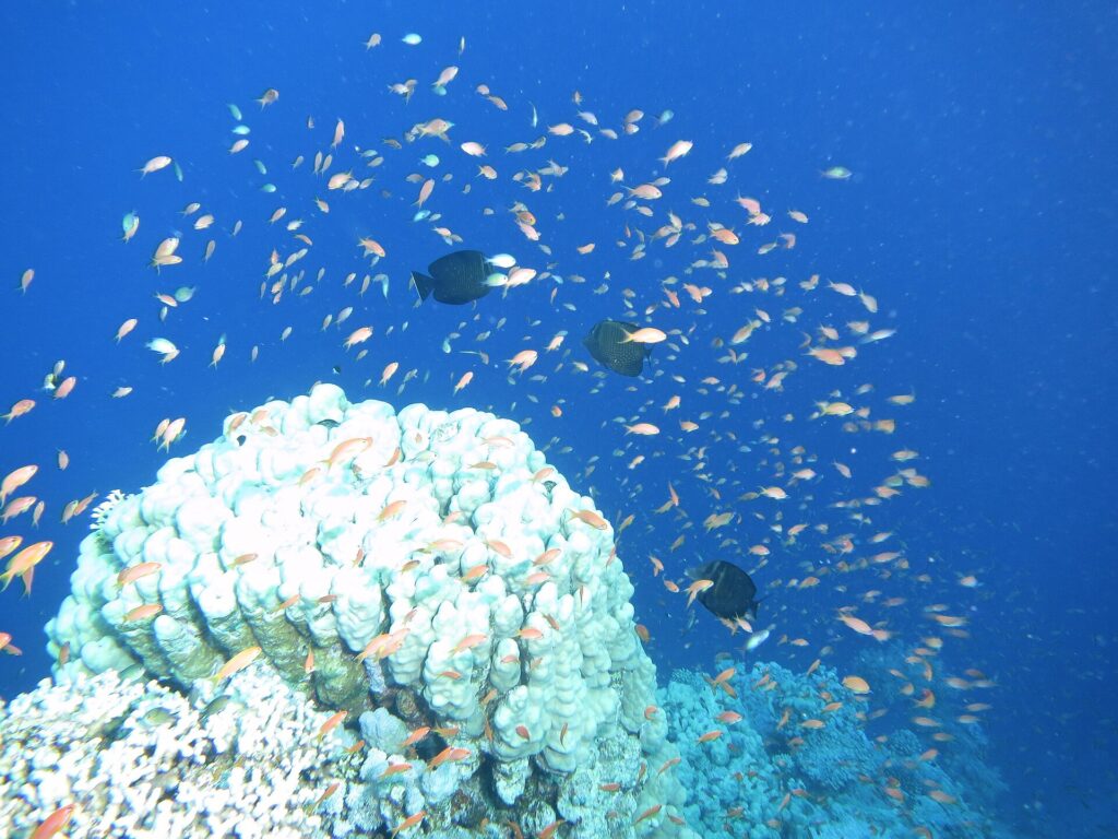 Eine Wolke aus Hunderten orangefarbener Juwelen-Fahnenbarsche im Blau über einem weißen Korallenblock, mit drei dunklen Fischen mitten im Schwarm