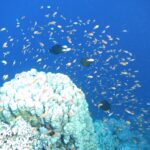 Eine Wolke aus Hunderten orangefarbener Juwelen-Fahnenbarsche im Blau über einem weißen Korallenblock, mit drei dunklen Fischen mitten im Schwarm