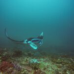 Ein Mantarochen dreht über einem Riff ab, einen Flügel angehoben und das Maul geöffnet, in blaugrünem Wasser an der Manta Bay, Nusa Penida