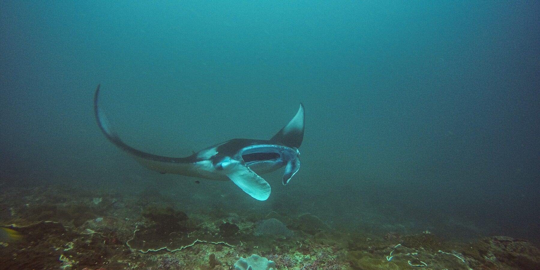 Ein Mantarochen dreht über einem Riff ab, einen Flügel angehoben und das Maul geöffnet, in blaugrünem Wasser an der Manta Bay, Nusa Penida