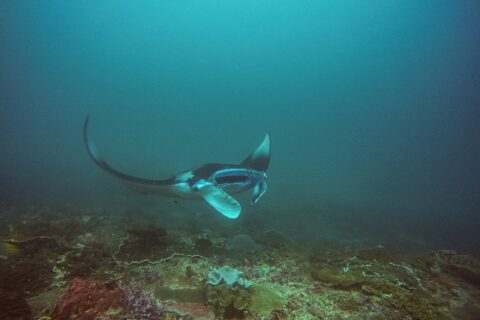 Ein Mantarochen dreht über einem Riff ab, einen Flügel angehoben und das Maul geöffnet, in blaugrünem Wasser an der Manta Bay, Nusa Penida