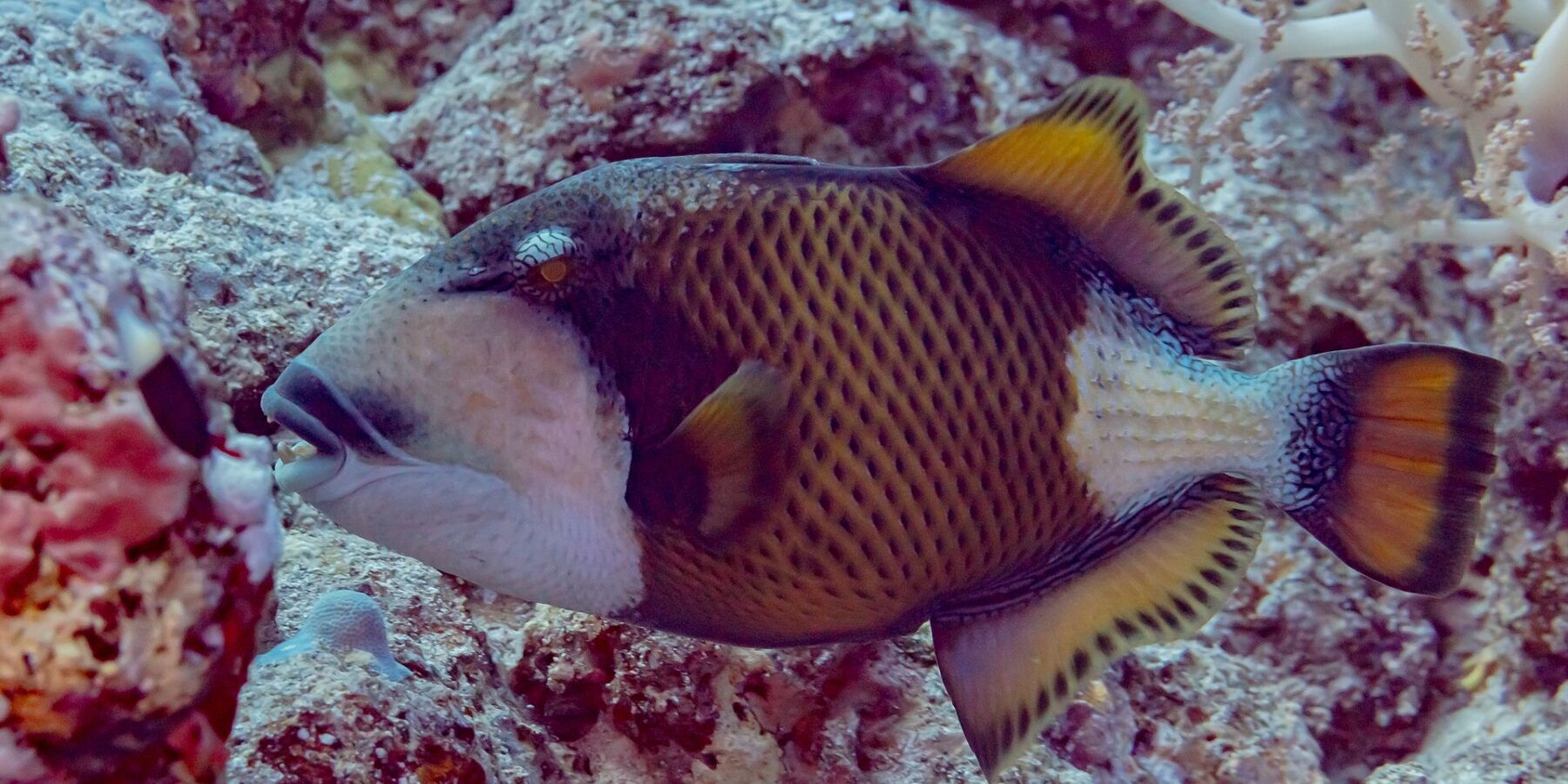 Ein Riesen-Drückerfisch im Profil über dem Riff, die dunkle Maske über dem Auge, der schwarze Schnurrbart über den sichtbaren Zähnen, die Wange weiß und der gelbbraune Körper schwarz gegittert