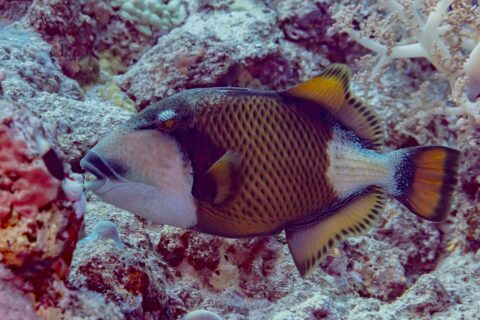 Ein Riesen-Drückerfisch im Profil über dem Riff, die dunkle Maske über dem Auge, der schwarze Schnurrbart über den sichtbaren Zähnen, die Wange weiß und der gelbbraune Körper schwarz gegittert