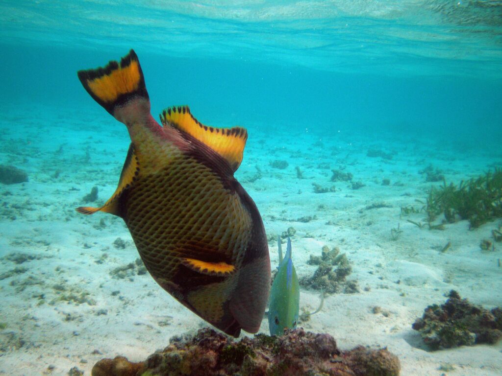 Ein Riesen-Drückerfisch durchwühlt kopfüber einen Korallenblock auf hellem Sandgrund, die gelben, schwarz gerandeten Flossen aufgestellt, neben ihm eine kleine grüne Stachelmakrele