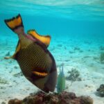 Ein Riesen-Drückerfisch durchwühlt kopfüber einen Korallenblock auf hellem Sandgrund, die gelben, schwarz gerandeten Flossen aufgestellt, neben ihm eine kleine grüne Stachelmakrele