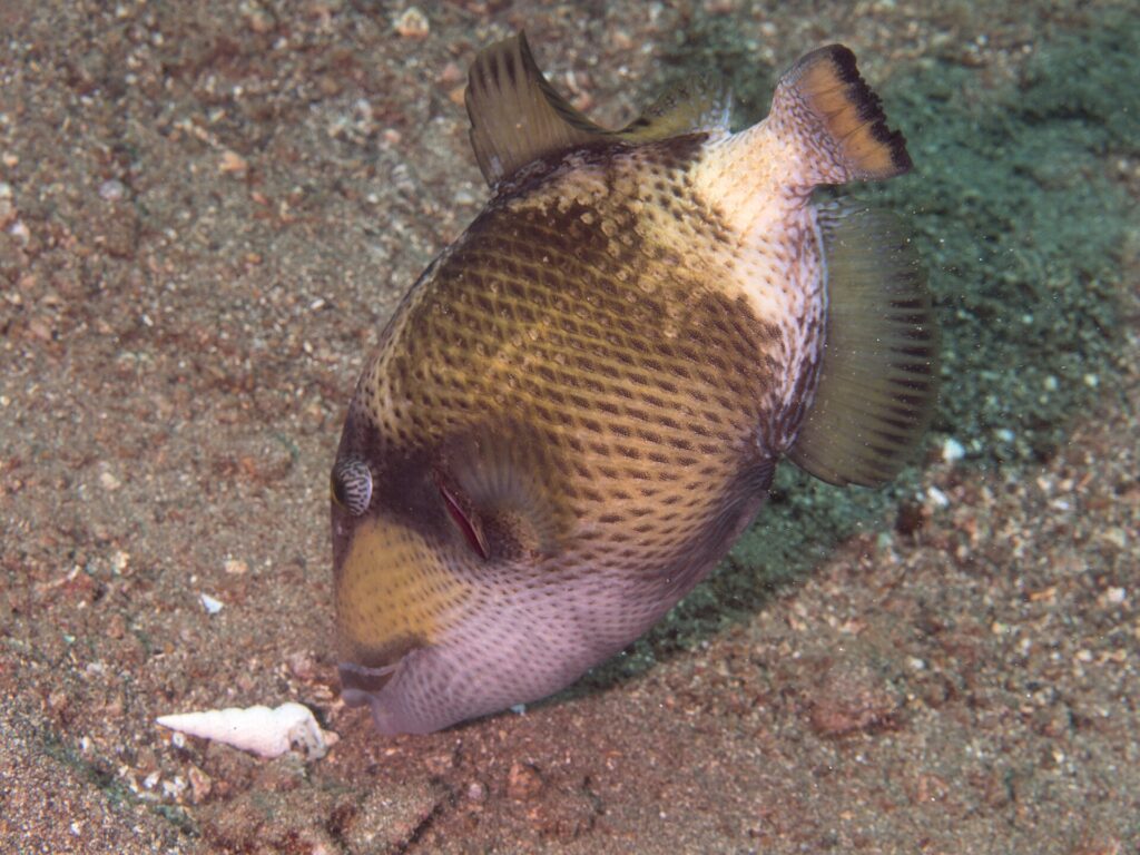 Ein junger Riesen-Drückerfisch mit der Nase im Sand neben einer Muschel, der Körper beige mit dunklen Flecken in Netzmuster, eine braune Maske über dem Auge und die Wange blassrosa