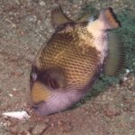 Ein junger Riesen-Drückerfisch mit der Nase im Sand neben einer Muschel, der Körper beige mit dunklen Flecken in Netzmuster, eine braune Maske über dem Auge und die Wange blassrosa