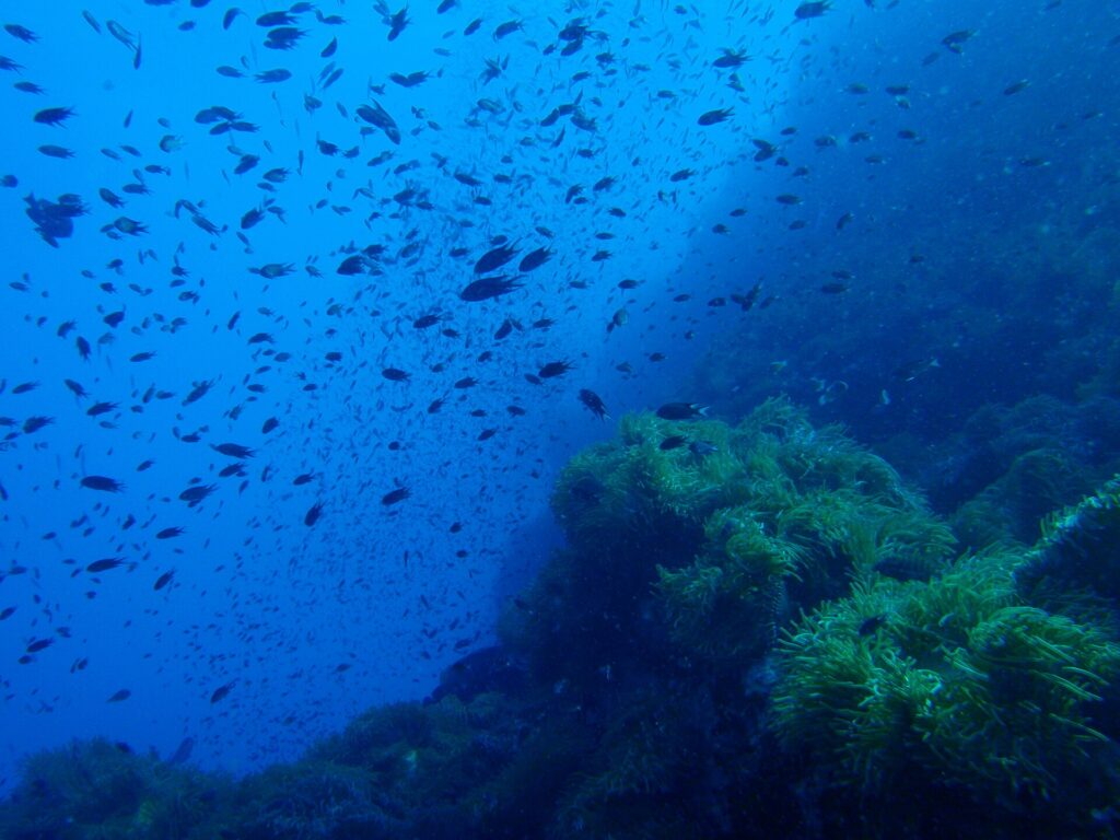 Eine Wolke kleiner dunkler Fische wirbelt im Blau über einem Felspinnacle voller grüner Anemonen, der die rechte Bildhälfte einnimmt