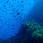 Eine Wolke kleiner dunkler Fische wirbelt im Blau über einem Felspinnacle voller grüner Anemonen, der die rechte Bildhälfte einnimmt