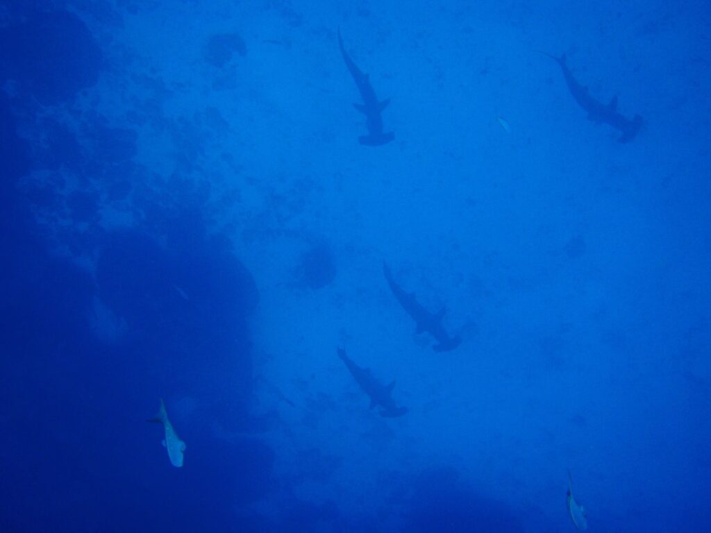 Fünf Bogenstirn-Hammerhaie, von oben gesehen, ziehen in lockerer Reihe an einer dunklen Felswand hinab, als Silhouetten im gleichmäßig blauen Wasser, unten im Bild zwei weitere Fische.