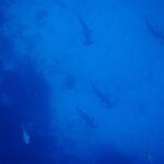 Fünf Bogenstirn-Hammerhaie, von oben gesehen, ziehen in lockerer Reihe an einer dunklen Felswand hinab, als Silhouetten im gleichmäßig blauen Wasser, unten im Bild zwei weitere Fische.