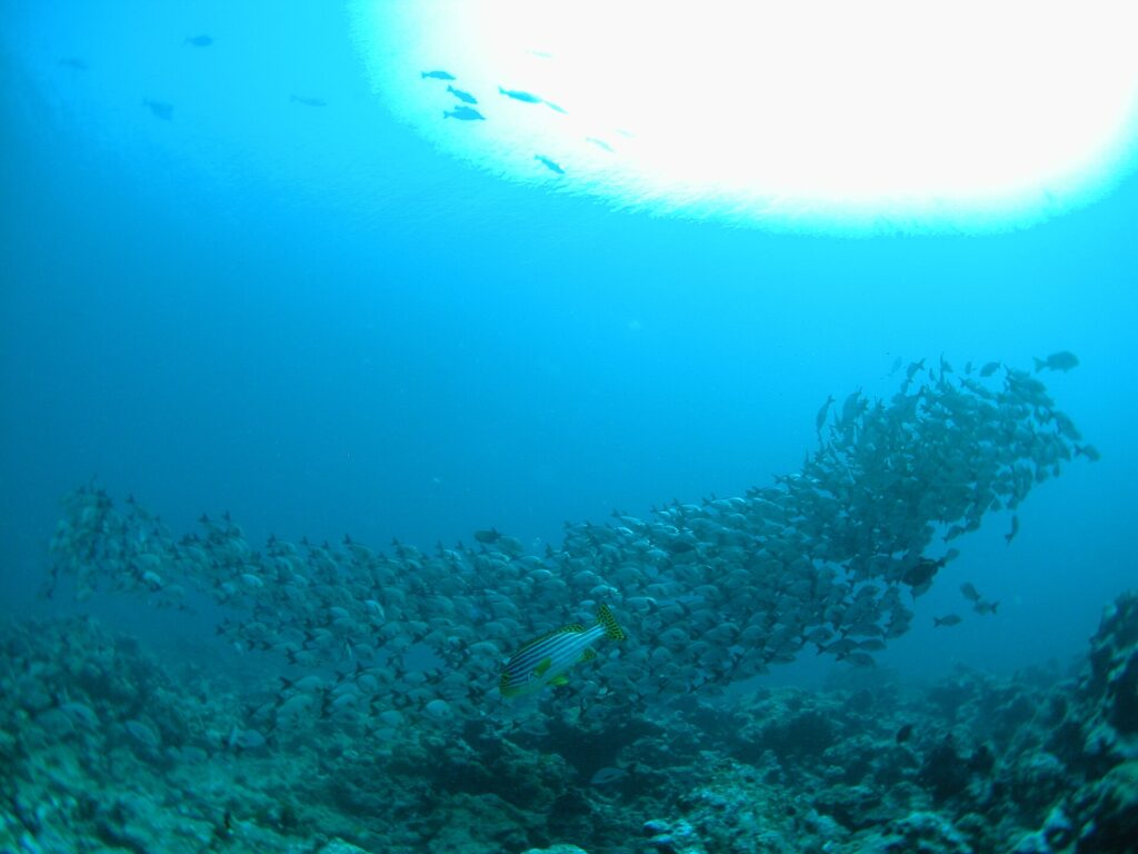 Ein dichter Schwarm silbergrauer Fische zieht über das Riff, im Vordergrund eine gelb gestreifte Orientalische Süßlippe, die Sonne im Gegenlicht