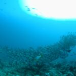 Ein dichter Schwarm silbergrauer Fische zieht über das Riff, im Vordergrund eine gelb gestreifte Orientalische Süßlippe, die Sonne im Gegenlicht