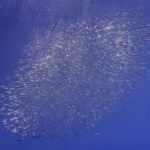 Eine ovale Wolke silberner Schnepfenfische zieht sich diagonal durch das tiefe Blau, oben links steigen Luftblasen auf