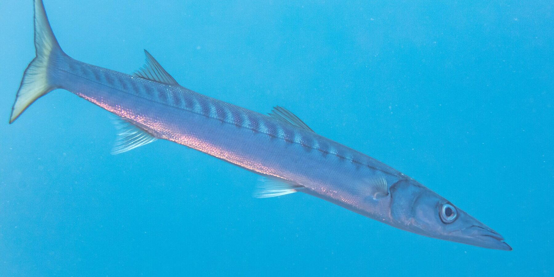 Ein Gelbmaul-Barrakuda schwimmt schräg im blauen Freiwasser, den Kopf rechts unten: langer, spindelförmiger Körper, kegelförmige, spitze Schnauze mit vorstehendem Unterkiefer, zwei weit getrennte Rückenflossen, viele dunkle Querbänder oben auf den Flanken und eine gelbliche, gegabelte Schwanzflosse.
