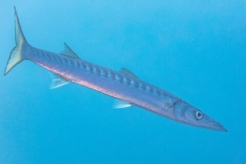 Ein Gelbmaul-Barrakuda schwimmt schräg im blauen Freiwasser, den Kopf rechts unten: langer, spindelförmiger Körper, kegelförmige, spitze Schnauze mit vorstehendem Unterkiefer, zwei weit getrennte Rückenflossen, viele dunkle Querbänder oben auf den Flanken und eine gelbliche, gegabelte Schwanzflosse.