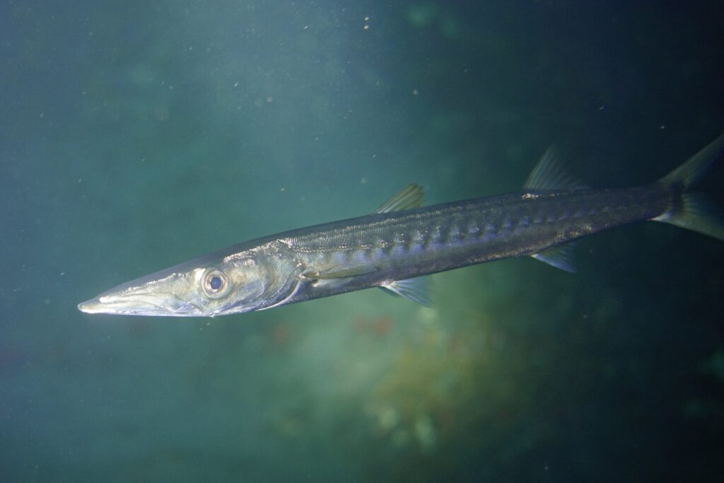 Ein Gelbmaul-Barrakuda aus der Nähe, den Kopf links, in grünem Wasser: lange, spitze Schnauze, vorgeschobener Unterkiefer, großes Auge, silberner Körper mit dunklen Querbändern auf den Flanken.