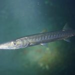 Ein Gelbmaul-Barrakuda aus der Nähe, den Kopf links, in grünem Wasser: lange, spitze Schnauze, vorgeschobener Unterkiefer, großes Auge, silberner Körper mit dunklen Querbändern auf den Flanken.