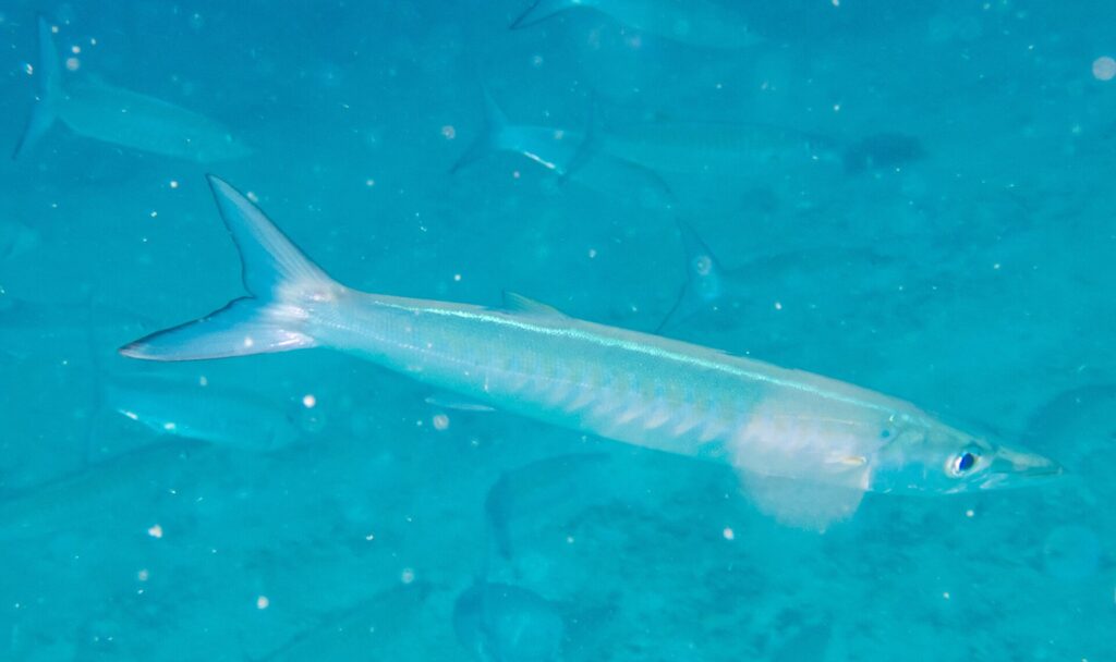 Ein blasser, silbriger Chevron-Barrakuda schwimmt im Profil nach rechts in milchig türkisem, partikelreichem Wasser, dahinter verschwommen weitere Fische des Schwarms