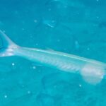 Ein blasser, silbriger Chevron-Barrakuda schwimmt im Profil nach rechts in milchig türkisem, partikelreichem Wasser, dahinter verschwommen weitere Fische des Schwarms