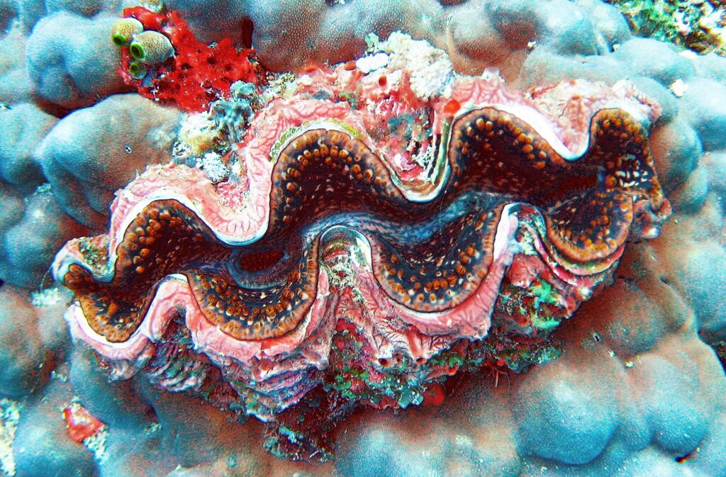 Eine Riesenmuschel mit gewelltem rosa, braunem und blauem Mantel, orange gepunktet, eingebettet in eine massive graublaue Koralle, mit einem roten Schwamm und grünen Seescheiden