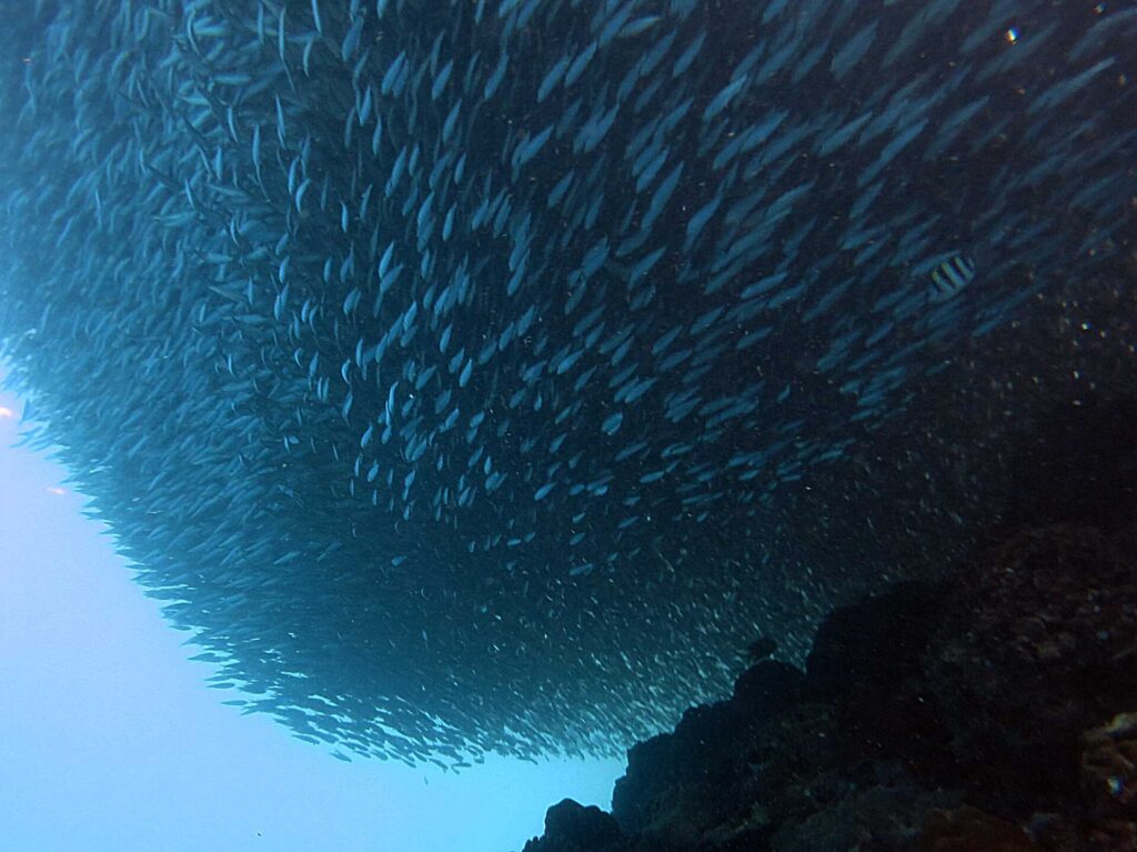 Von unten gesehen ein Sardinenschwarm, zu einer kompakten Masse über dem dunklen Riff zusammengezogen, rechts ein gestreifter Sergeant-Major-Fisch, unten links das helle Blau des offenen Meeres.
