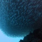 Von unten gesehen ein Sardinenschwarm, zu einer kompakten Masse über dem dunklen Riff zusammengezogen, rechts ein gestreifter Sergeant-Major-Fisch, unten links das helle Blau des offenen Meeres.