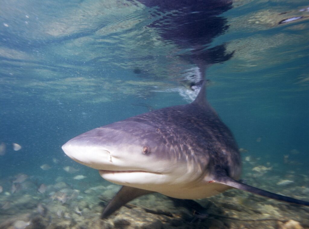 Ein Bullenhai im Dreiviertelprofil nähert sich der Kamera in sehr flachem Wasser, breite, runde Schnauze, die Rückenflosse berührt die Oberfläche, in der er sich spiegelt, über einem Grund aus Sand und Geröll.