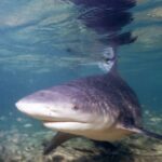 Ein Bullenhai im Dreiviertelprofil nähert sich der Kamera in sehr flachem Wasser, breite, runde Schnauze, die Rückenflosse berührt die Oberfläche, in der er sich spiegelt, über einem Grund aus Sand und Geröll.