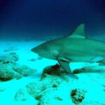 Ein Bullenhai im Profil gleitet nach links dicht über weißen Sandgrund mit verstreuten Felsen, ein Schiffshalter unter der Brustflosse und einige silbrige Fische um ihn herum, in dunkelblauem Wasser.