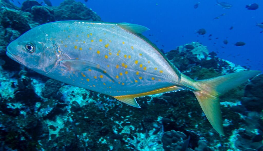 Eine silberne Stachelmakrele mit orangefarbenen Punkten und gelblichen Flossen zieht im Profil nach links über ein dunkles Riff, ein paar kleine Fische im tiefen Blau
