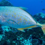 Eine silberne Stachelmakrele mit orangefarbenen Punkten und gelblichen Flossen zieht im Profil nach links über ein dunkles Riff, ein paar kleine Fische im tiefen Blau
