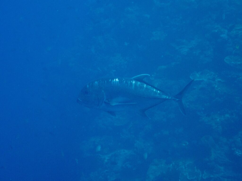 Eine dunkelgraue Riesen-Stachelmakrele im Profil, den Kopf links, schwimmt an einer Korallensteilwand in blauem Wasser entlang, die steile Stirn und die Linie dicker Schuppen hinten an der Flanke gut zu sehen