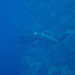 Eine dunkelgraue Riesen-Stachelmakrele im Profil, den Kopf links, schwimmt an einer Korallensteilwand in blauem Wasser entlang, die steile Stirn und die Linie dicker Schuppen hinten an der Flanke gut zu sehen