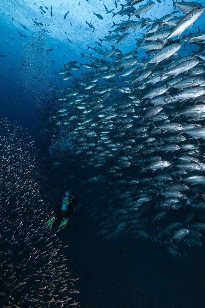 Eine Wand aus silbrigen Großaugen-Stachelmakrelen steigt über einem Taucher mit grünen Flossen zur Oberfläche auf, im Blau des Richelieu Rock