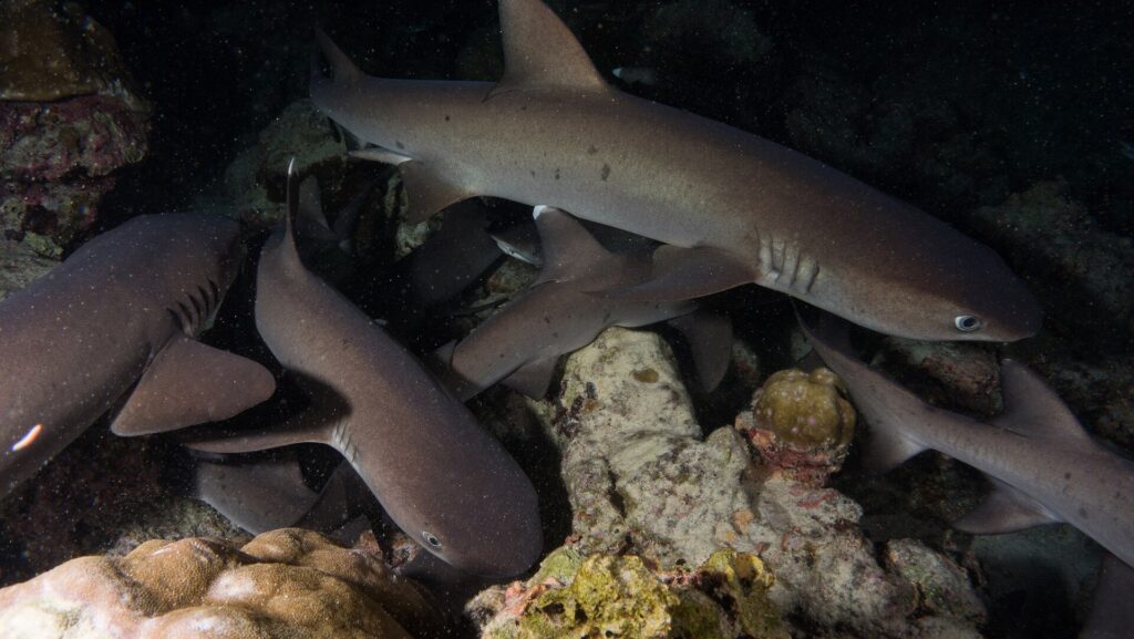 Nachts schlängeln sich mehrere Weißspitzen-Riffhaie zwischen Korallen- und Felsblöcken hindurch, der größte oben im Bild schwimmt nach rechts, sein Auge reflektiert den Blitz vor schwarzem Hintergrund.