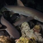 Nachts schlängeln sich mehrere Weißspitzen-Riffhaie zwischen Korallen- und Felsblöcken hindurch, der größte oben im Bild schwimmt nach rechts, sein Auge reflektiert den Blitz vor schwarzem Hintergrund.
