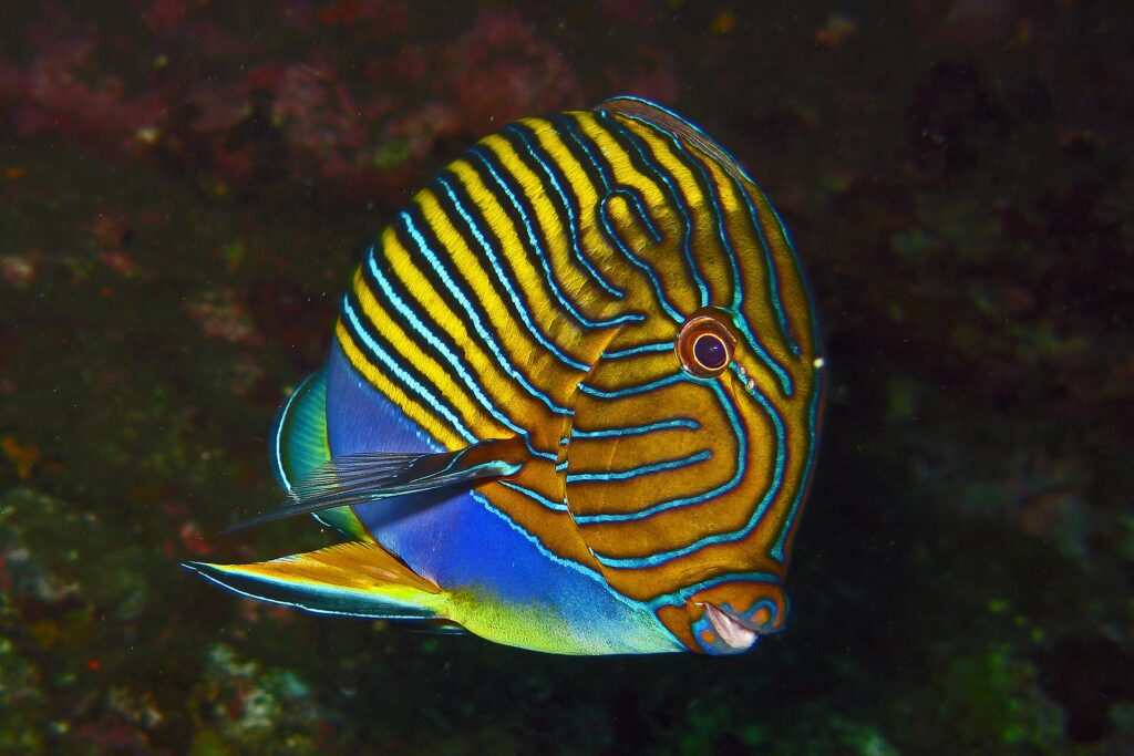 Ein Blaustreifen-Doktorfisch mit blauen und gelben Linien, von der Seite vor dunklem Hintergrund, am Wrack der Liberty