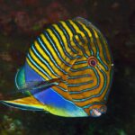 Ein Blaustreifen-Doktorfisch mit blauen und gelben Linien, von der Seite vor dunklem Hintergrund, am Wrack der Liberty