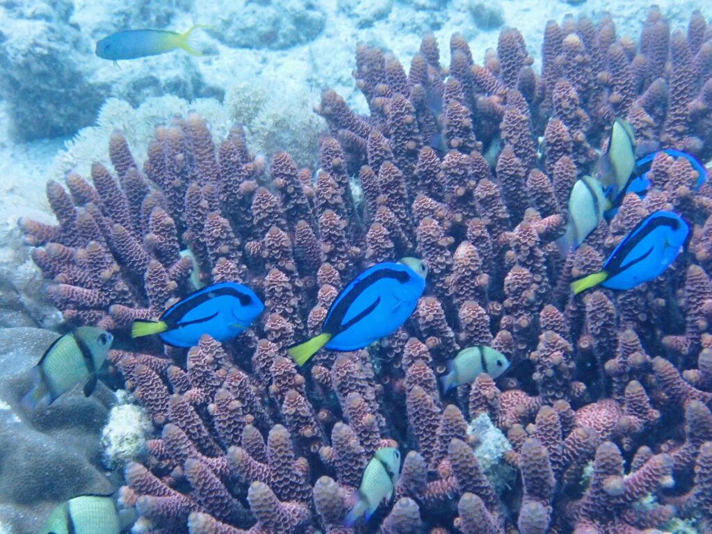 Vier leuchtend blaue Paletten-Doktorfische mit schwarzer Zeichnung und gelbem Schwanz schwimmen zwischen den violetten Ästen einer Koralle, zwischen grauen, schwarz gebänderten Riffbarschen, vor hellem Sand