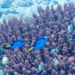 Vier leuchtend blaue Paletten-Doktorfische mit schwarzer Zeichnung und gelbem Schwanz schwimmen zwischen den violetten Ästen einer Koralle, zwischen grauen, schwarz gebänderten Riffbarschen, vor hellem Sand