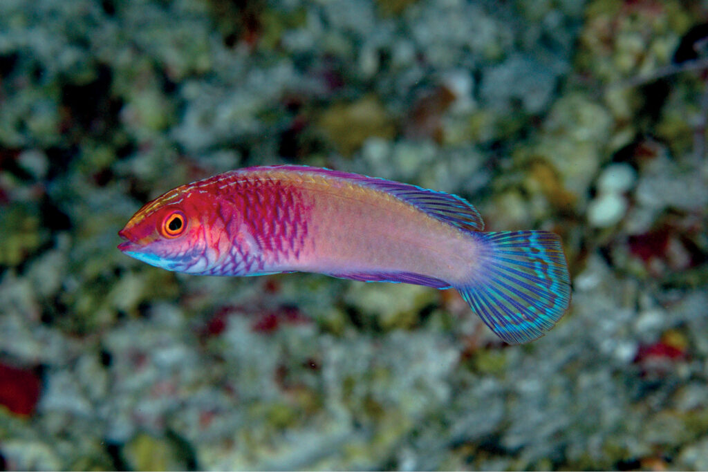 Ein kleiner rosa-violetter Lippfisch mit türkisblauen Flossen im Profil vor unscharfem Korallenhintergrund