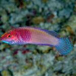 Ein kleiner rosa-violetter Lippfisch mit türkisblauen Flossen im Profil vor unscharfem Korallenhintergrund